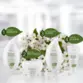 Condicionar Óleo de Moringa e Extrato de Jasmim Botanic Beauty Amend 250ml